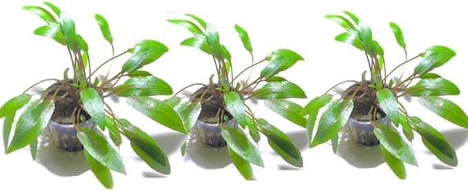 Marcus Fish Tanks - 3X Cryptocoryne Wendtii Green Pots Crypt Wendtii Easy Live Aquarium Plants for Aquatic Freshwater Fish Tank