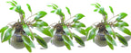 Marcus Fish Tanks - 3X Cryptocoryne Wendtii Green Pots Crypt Wendtii Easy Live Aquarium Plants for Aquatic Freshwater Fish Tank