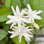 2 Jasmine Plants Live, Climbing Jasmine Flower Plant, Zone 4 to 11, 5 to 7 Inc in Height (Double White)