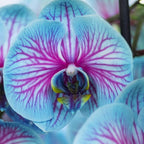 100 Orchid Flower, Rare Phalaenopsis Orchid Seeds, Blue & Pink Perennial Flower Seeds for Planting, Exotic Indoor & Outdoor Orchid Plants