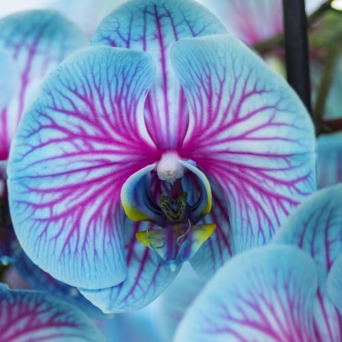 100 Orchid Flower, Rare Phalaenopsis Orchid Seeds, Blue & Pink Perennial Flower Seeds for Planting, Exotic Indoor & Outdoor Orchid Plants