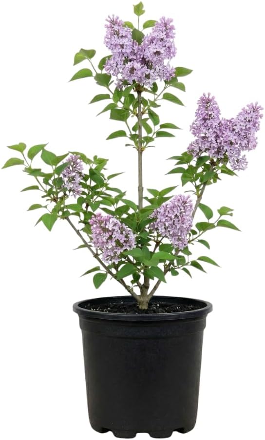 Miss Kim Lilac Bush Live Plant in Quart Pot, Fast Growing Korean Lilac Tree, Fragrant Flowering Shrubs for Garden Landscaping