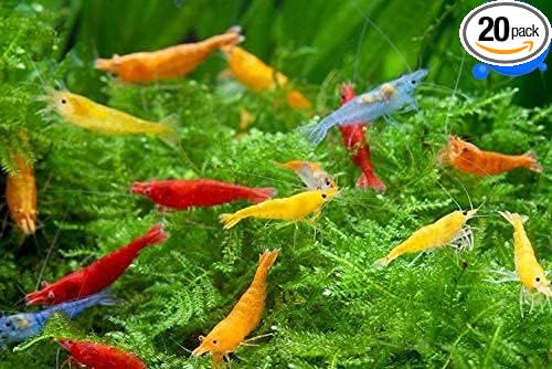 Generic Shrimp Up Aquatics™ 20+ Mixed Color Neocaridina Shrimp Live Freshwater Aquarium Inverts Live Arrival! Mixed