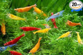 Generic Shrimp Up Aquatics™ 20+ Mixed Color Neocaridina Shrimp Live Freshwater Aquarium Inverts Live Arrival! Mixed