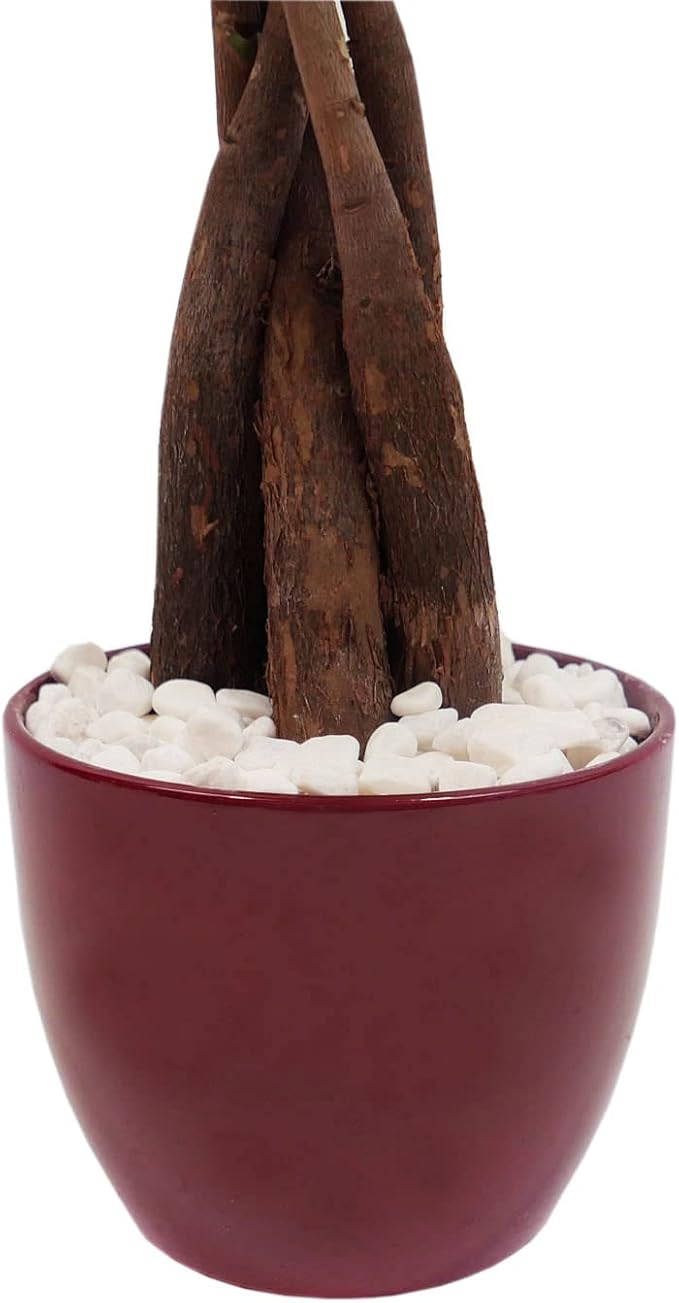 Athena's Garden Money Tree Plant Indoor Live Plant Pachira Money Tree with Ceramic Planter 18 Inches Tall, Red Pot - White Rocks, Medium