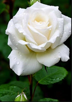 100PCS White Rose Seeds for Home Garden Flower Seeds Heirloom Elegance Blooms