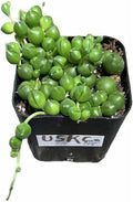 Live Trailing Plants String Plants (2”Pot String of Pearls- Non Variegated)