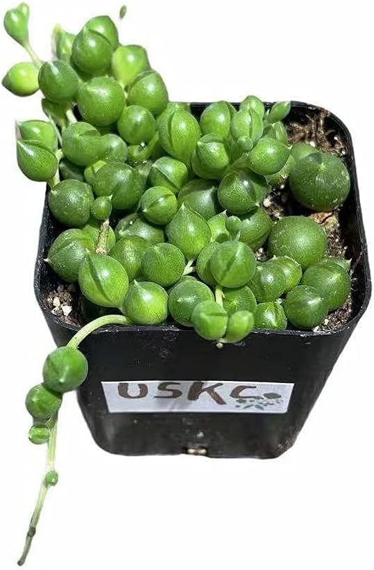 Live Trailing Plants String Plants (2”Pot String of Pearls- Non Variegated)