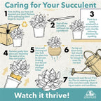 Altman Plants lophantha Quadricolor Agave Plant, Exotic Succulent, Live Plant Decor, Exotic Plants & Rare Plants, Real Plants Live Succulents Plants Live Houseplants, Rare Succulent Plants Live Plants
