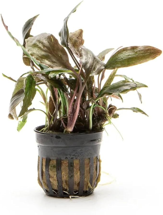 SubstrateSource Live Plants - Cryptocoryne Blassii (Cryptocoryne blassii) - Low to Medium Light, Bronze-Green Accent for Midground to Background Freshwater Aquarium Aquascaping - Pot