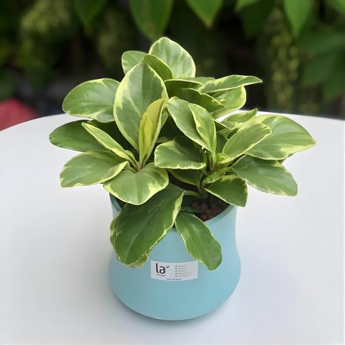 Peperomia Live Plant, Peperomia Obtusifolia Variegated, Baby Rubber Houseplant in 4'' Inch Pot, Easy Indoor Rubber Plant Live for Shelves, Desks & Small Spaces