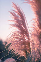 Pink Ornamental Grass Seeds Mix for Planting - 250+ Seeds: Pink Muhly, Pampas & Foxtail Set for Vibrant Garden Borders & Landscaping, Perennial Flowering Displays