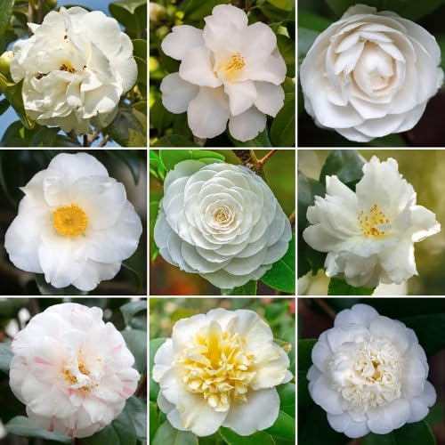 9 Months Old Camellia Tree Live Plant, Camellias Plants Shrub, Large Flower Well-Rooted in Pot, Indoor Outdoor, Cold Hardy (White)