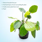 SubstrateSource Echinodorus Horizontalis Mini Sword Live Plant for Freshwater Aquariums, Natural Fish Tank Decorations, and Aquatic Decor (1 Pot (2-3 Plants))