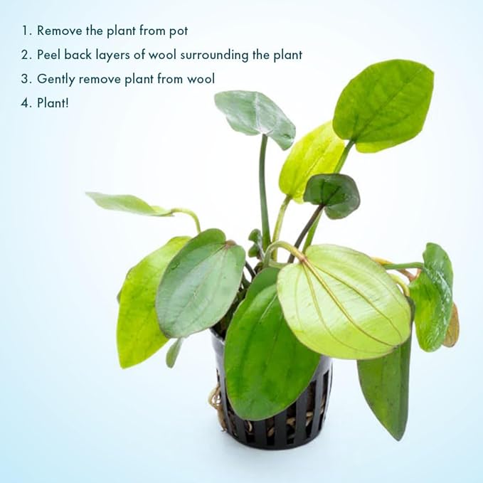 SubstrateSource Echinodorus Horizontalis Mini Sword Live Plant for Freshwater Aquariums, Natural Fish Tank Decorations, and Aquatic Decor (1 Pot (2-3 Plants))