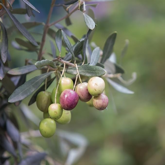 Olive Tree Arbequina (4 Pack) Real Olea Europaea | Easy to Grow Plants | Great Gift for Celebrations | Grow Your own Food on Your Edible Organic Garden| Edible Fruit Plant Live for Planting|