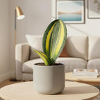 Variegated Shark Fin Snake Plant (4" Grower Pot) - Low Light and Healthy Houseplant - Easy to Care Indoor Plants - Live Healthy Houseplant for Home Office Decoration