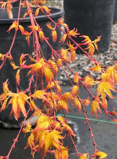 Golden Falls Japanese Maple Tree – Rare Cascading Variety – Brilliant Golden Foliage – Perfect for Landscape, Garden, Patio & Bonsai –3 Year Live Plant