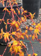Golden Falls Japanese Maple Tree – Rare Cascading Variety – Brilliant Golden Foliage – Perfect for Landscape, Garden, Patio & Bonsai –3 Year Live Plant