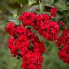 2 Red Crape Myrtle Trees - 12-18" Tall Live Plants - Flowering, Fast Growing, Ornamental Crepe Myrtle Bushes/Shrubs - Lagerstroemia Indica - (2 Pack)