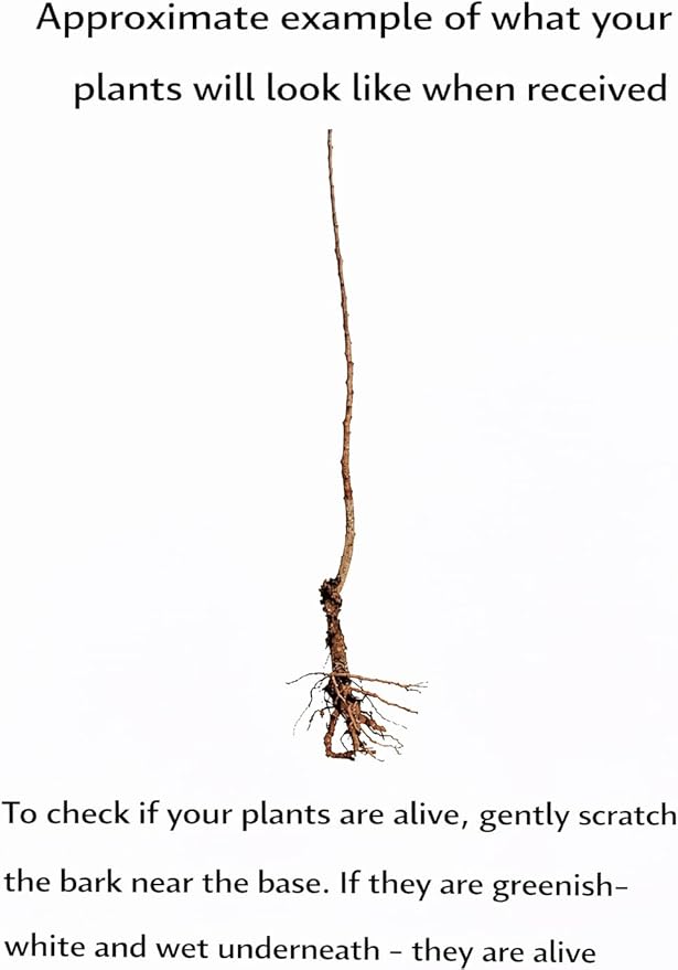 5 Carolina Allspice Bushes (Sweet Shrubs) - 12-18" Tall Live Plants - Fragrant Flowers - Hedge Seedlings - Calycanthus floridus