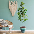 Brighter Blooms - Cold Hardy Avocado Tree, 4-5 ft. - No Shipping to AK, AZ, HI, OR