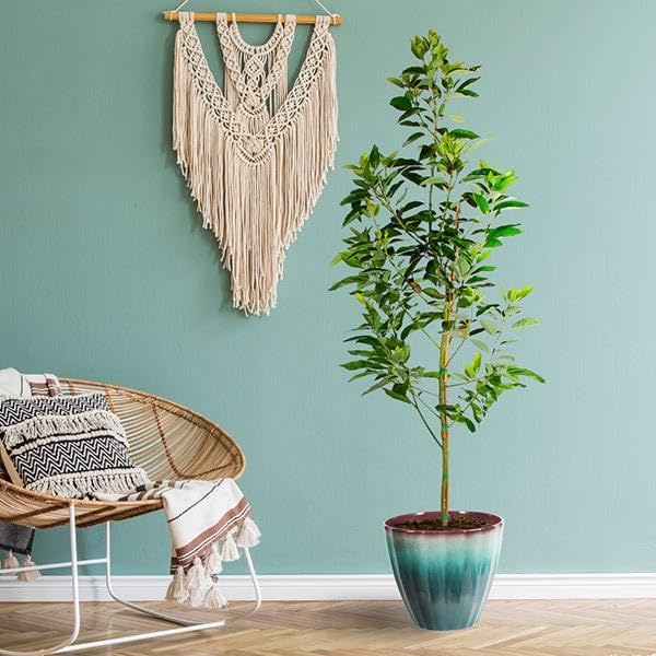 Brighter Blooms - Cold Hardy Avocado Tree, 4-5 ft. - No Shipping to AK, AZ, HI, OR