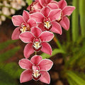 Cymbidium Orchid Seeds for Planting - 100+ Mixed Silk Butterfly Orchid Plants Flower Seeds Home Decoration Cymbidium Flowers Plants