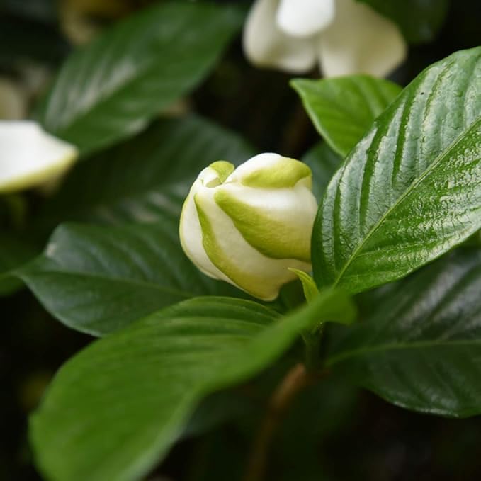 Perfect Plants August Beauty Gardenia Live Plant, 3 Gallon Pot
