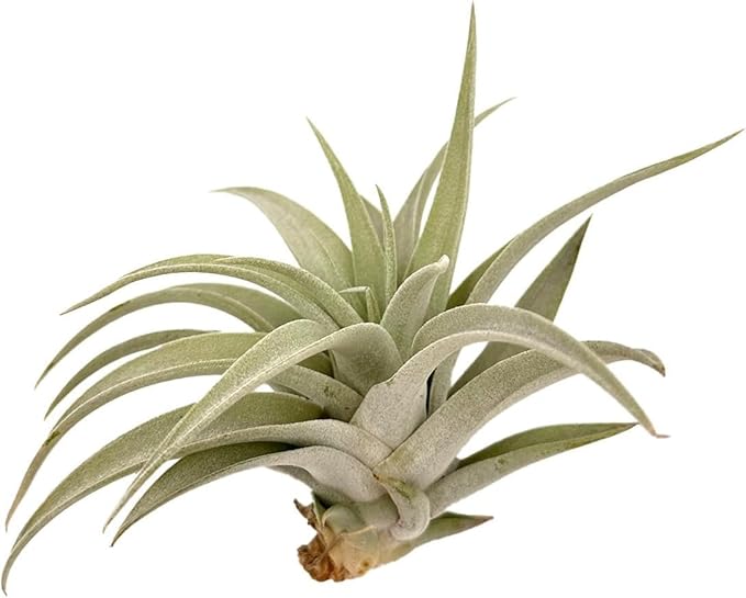 ragnaroc Air Plants - Flowering Tillandsia Harrisii, Large 3-5" - 3ct - Live Arrival Guaranteed - House Plants for Home Decor & Gift