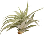 ragnaroc Air Plants - Flowering Tillandsia Harrisii, Large 3-5" - 5ct - Live Arrival Guaranteed - House Plants for Home Decor & Gift