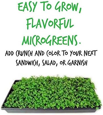 Vates Blue Scotch Curled Kale Seeds: 25 Lb - Bulk Non-GMO Seed for Growing Micro Greens, Vegetable Gardening, Grow Leafy Greens