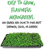 Kale Garden Seeds - Vates Blue Scotch Curled - 2 Gram Packet - Non-GMO, Heirloom- Vegetable Gardening & Microgreens