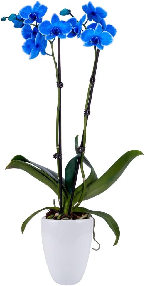 DecoBlooms Premium Blue 5” Orchid Live Indoor Plant (Modern Pot Included) – Grown in the USA - Fresh Flowering Home Decor Delivery for Birthday, Anniversary, Sympathy, Wedding, Mother's Day
