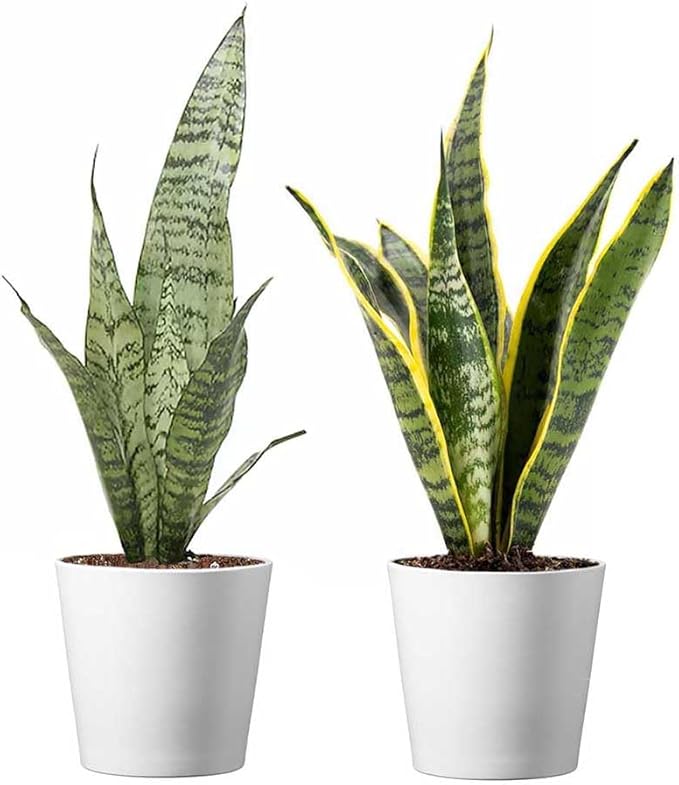 American Plant Exchange Snake Plants, Green & Yellow Sansevieria, Two Pack of 4-Inch Pots with Deco Covers, Live Indoor Houseplants, Easy to Care, Versatile Home, Office & Garden Décor