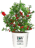 Proven Winners - Chaenomeles Double Take Scarlet (Quince) Shrub, scarlet/ thornless, #2 - Size Container