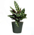 American Plant Exchange Live Calathea Rattlesnake – 4-Inch Pot – Pet-Friendly Tropical Houseplant with Wavy Green Leaves and Purple Undersides, Easy Care Plant for Low Light Homes & Offices