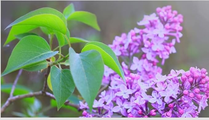Old Fashioned Lilac Bushes Live Plants (2 Pack) – 18–24” Tall - Syringa vulgaris – Fragrant Lavender Purple Flowers – Hardy Flowering Shrubs