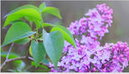 Old Fashioned Lilac Bushes Live Plants (2 Pack) – 18–24” Tall - Syringa vulgaris – Fragrant Lavender Purple Flowers – Hardy Flowering Shrubs