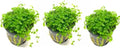 Marcus Fish Tanks - 3X Micranthemum Monte Carlo Pots Easy Live Aquarium Plants