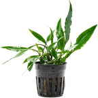 SubstrateSource Live Plants - Lagenandra thwaitesii (Lagenandra thwaitesii) - Moderate Light Aquarium Display, Dark Green with Silvery Sheen Accent, Midground to Background Tank Placement - Pot