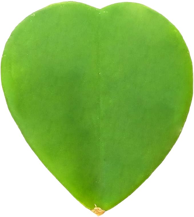 Hoya Kerrii Heart (4'' + Grower Pot) - Sweetheart or Valentine Hoya - Low Light and Healthy Houseplant - Easy to Care Indoor Houseplant - Fully Rooted in 2/4/4.5/5/6 inch Sizes