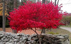 Dwarf Burning Bush - 6-12" Tall Live Plant - Hardy Red Shrub Sapling - Euonymus alatus