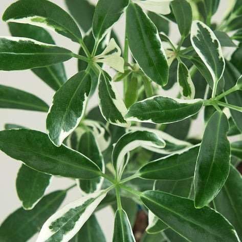 Schefflera Moonlight Live Plant for Indoor | Different Houseplants in 3'' Pot | Real House Plant for Living Room, Office, Desk & Bathroom | Dwarf Umbrella Tree
