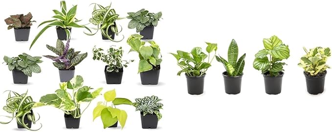 Easy to Grow Houseplants (12 Pack) Live House Plants in Plant Containers, Growers Choice Plant Set & Essential Houseplant Collection (4PK) Live Plants Indoor Plants Live Houseplants in Plant Pots