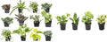 Easy to Grow Houseplants (12 Pack) Live House Plants in Plant Containers, Growers Choice Plant Set & Essential Houseplant Collection (4PK) Live Plants Indoor Plants Live Houseplants in Plant Pots