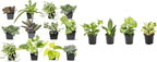 Easy to Grow Houseplants (12 Pack) Live House Plants in Plant Containers, Growers Choice Plant Set & Essential Houseplant Collection (4PK) Live Plants Indoor Plants Live Houseplants in Plant Pots