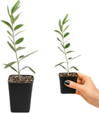 MYSHELFIE Dwarf Olive Tree Starter Plant, 2 Inch Pot, Indoor Outdoor Bonsai (1)