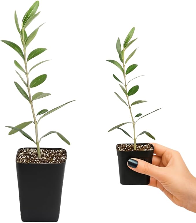 MYSHELFIE Dwarf Olive Tree Starter Plant, 2 Inch Pot, Indoor Outdoor Bonsai (1)
