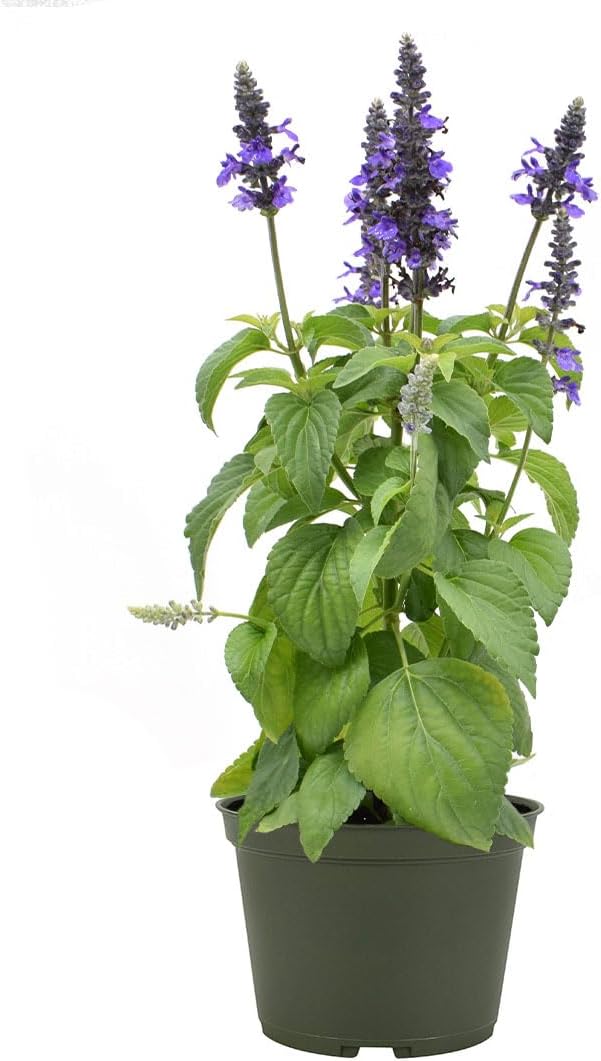 American Plant Exchange Purple Salvia Blue Sage – 6-Inch Pot – Live Flowering Perennial Plant, Drought Tolerant Easy Care Blooms for Outdoor Garden, Landscape, or Patio Decor